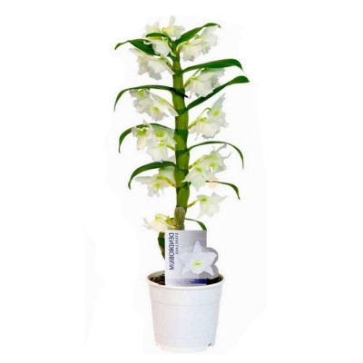 Орхідея Дендробіум Nobile 1 гілка, білий