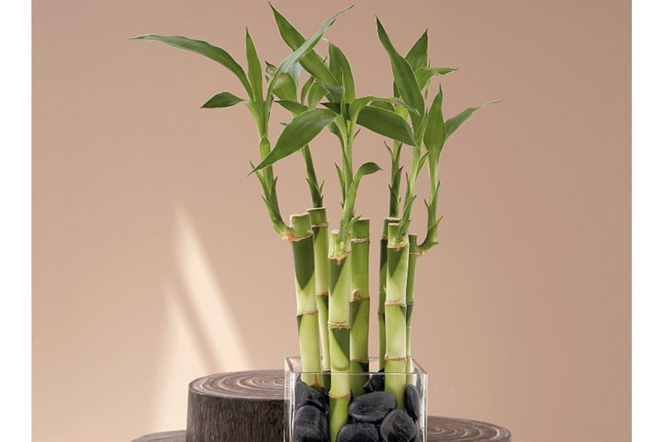 Як швидко росте бамбук?