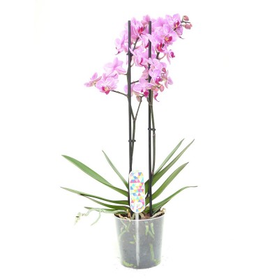 Орхідея фаленопсис 1-3 гілки дрібнокольорові в асортименті