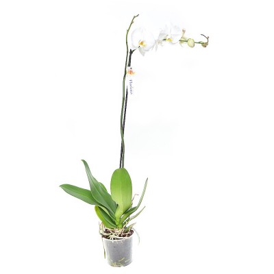 Орхідея фаленопсис 1 гілка XXL біла