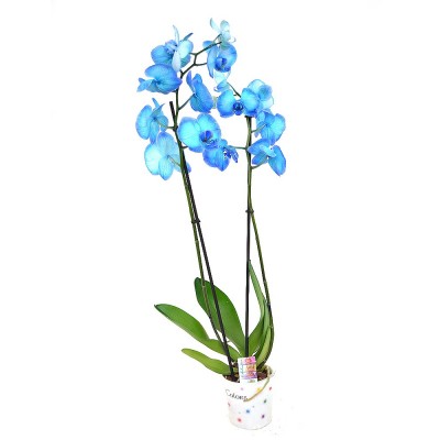 Орхідея фаленопсис 2 гілки blue