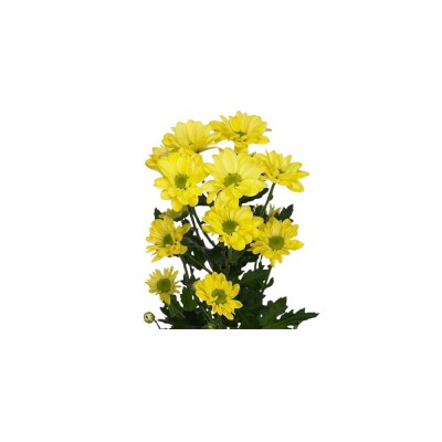 Хризантема кущова Baltica Yellow