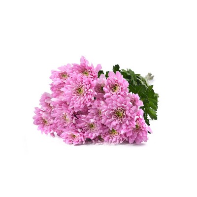 Хризантема кущова Baltica Pink