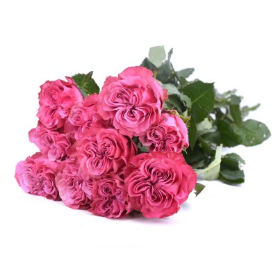 Троянда Country Spirit Blues, 6-32730 - купити в магазині Украфлора за найкращою ціною, всього 76 грн