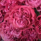 Троянда, кращі покупки - в інтернет магазині Украфлора https://developers.ukraflora.ua/p-troyanda-country-spirit-blues/