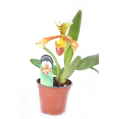Орхідея Пафіопедилум, кольори в асортименті
